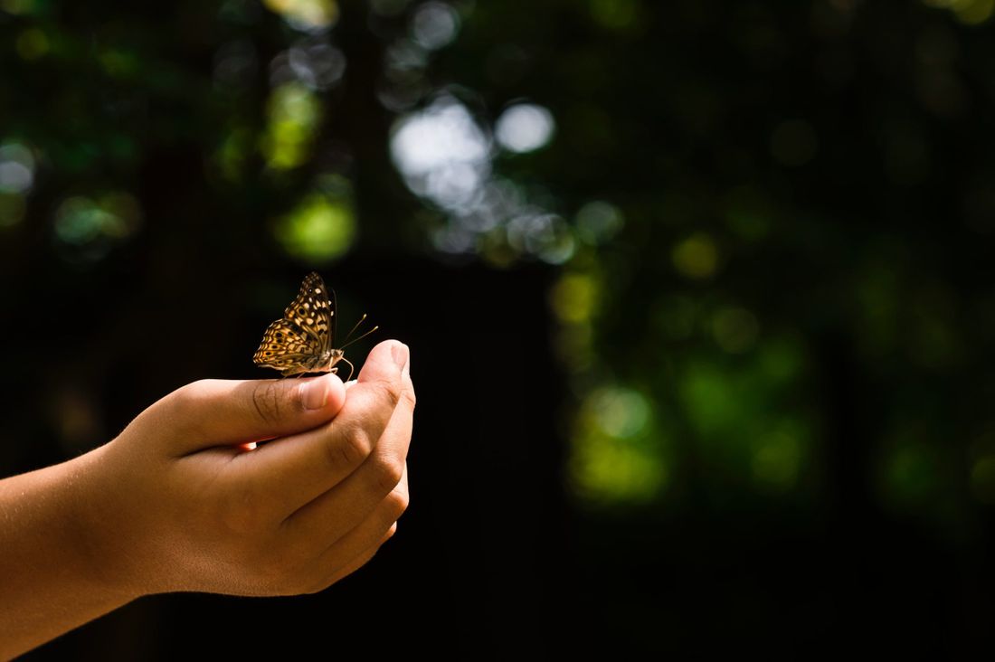 Person holding a butterfly